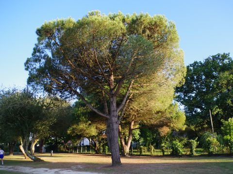 Camping Paradis Le Tastesoule - Camping Gironde - Image N°41