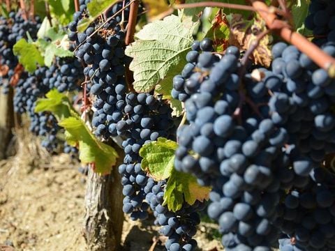 Camping Ushuaïa villages la Chesnays - Camping Gironde - Image N°38