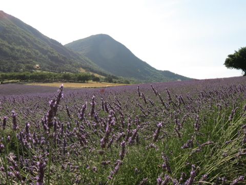 Camping le Matin Calme - Camping Drome - Image N°41