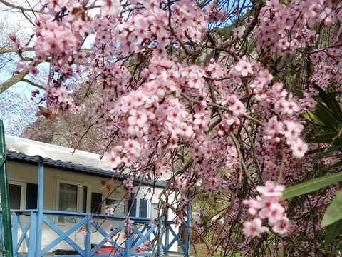 MOBILHOME 4 personnes - TV