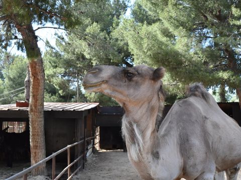 Camping Marina Plage - Camping Bouches-du-Rhône - Image N°12