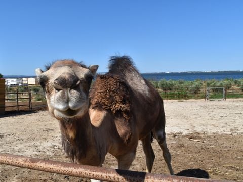 Camping Marina Plage - Camping Bouches-du-Rhône - Image N°4