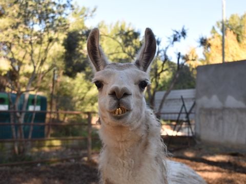 Camping Marina Plage - Camping Bouches-du-Rhône - Image N°5