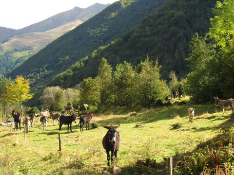 Camping Le Haut Salat - Camping Ariege - Image N°6