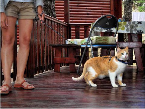 BUNGALOW 4 personnes - N°1 Montagnes Universelles