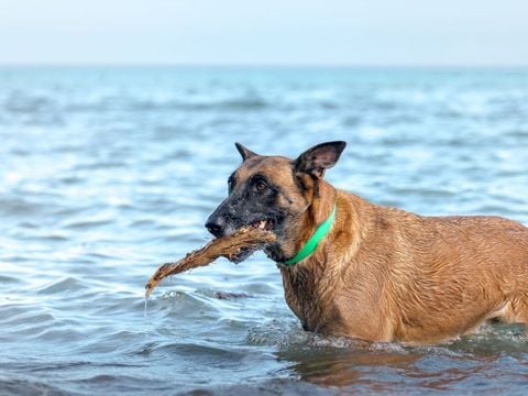 Camping Merendella - Camping Corsica Settentrionale - Image N°72