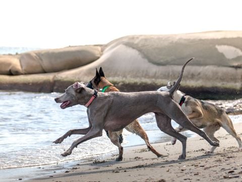 Camping Merendella - Camping Corsica Settentrionale - Image N°74