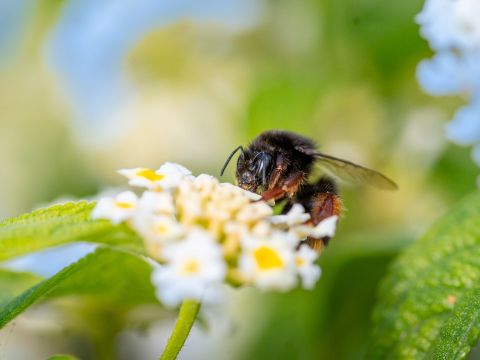 Camping Merendella - Camping Corse du Nord - Image N°96