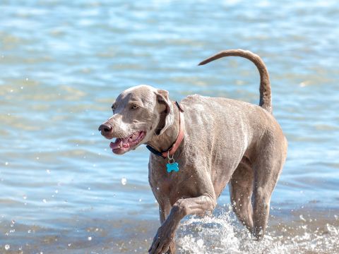 Camping Merendella - Camping Corse du Nord - Image N°70