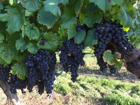 Camping Les Bois de Prayssac - Camping Lot - Image N°63