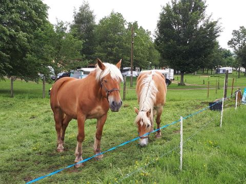Camping La Cigale de l'Allier - Camping Lozere - Image N°10
