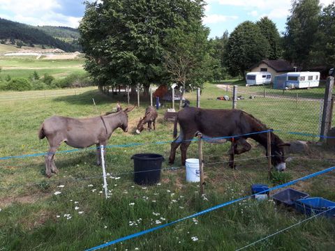 Camping La Cigale de l'Allier - Camping Lozere - Image N°11