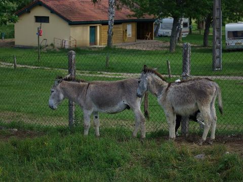 Camping La Cigale de l'Allier - Camping Lozere - Image N°23