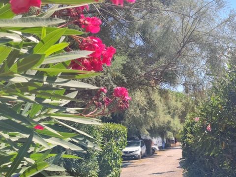 Camping de la Plage - Camping Pyrénées-Orientales - Image N°27