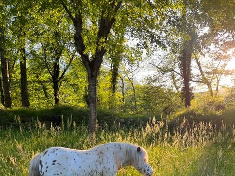 Camping A l'Ombre des Tilleuls - Camping Hautes-Pyrénées