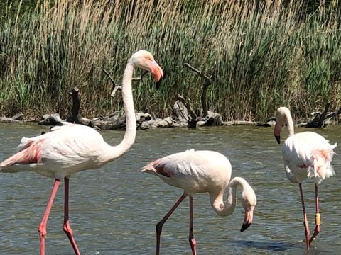 Camping Parc des Fontanettes - Camping Var - Image N°34