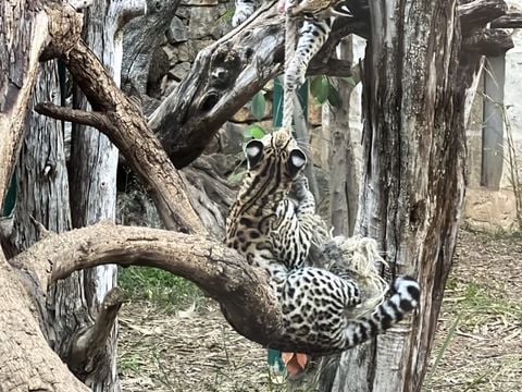 Camping Parc des Fontanettes - Camping Var - Image N°32