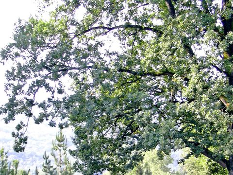 CHALET 4 personnes - CH2 TRADITION 32 m²