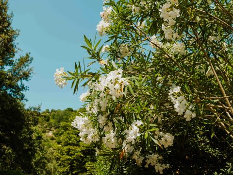 Routes du Monde - Camping Val Fleuri - Camping Alpes-Maritimes - Image N°16