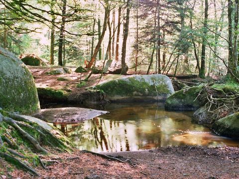 Camping-Base de Loisirs "La Forêt" Tarn - Camping Tarn - Image N°52
