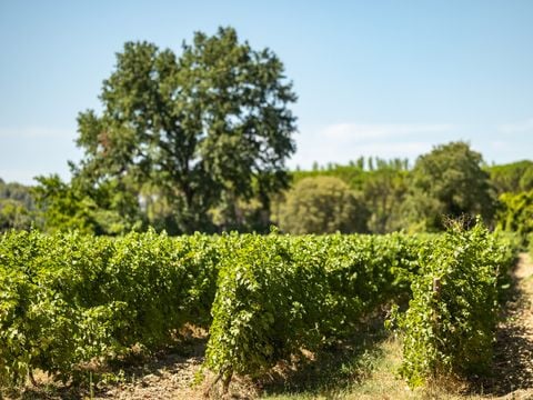 Camping du Domaine de Massereau - Camping Gard - Image N°39