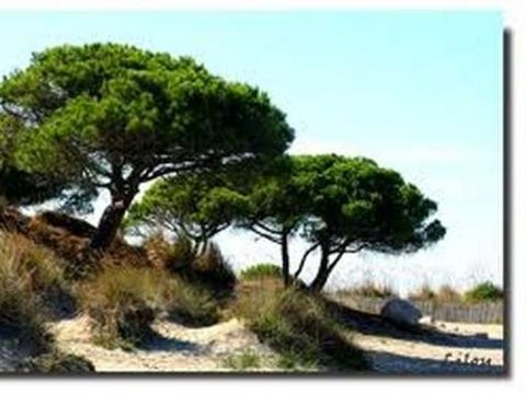 Camping le Domaine de Gajan - Camping Hérault - Image N°50