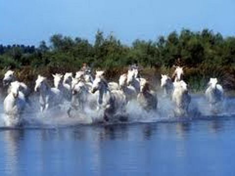 Camping le Domaine de Gajan - Camping Hérault - Image N°61