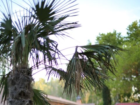 TENTE TOILE ET BOIS 4 personnes - Lodge Safari 27 m²