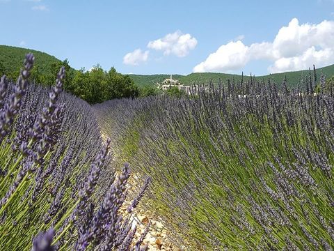 Flower Camping l'Epi Bleu - Camping Alpes-de-Haute-Provence - Image N°39