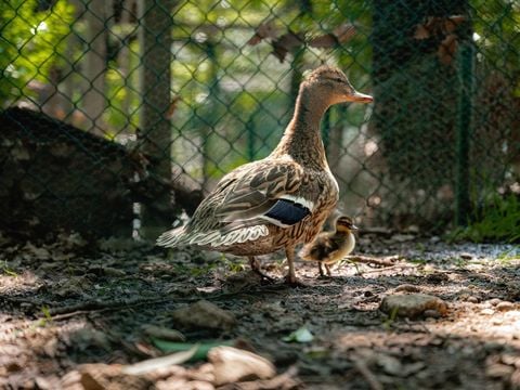 Centro Vacanze San Marino - Camping Pesaro-Urbino - Image N°62