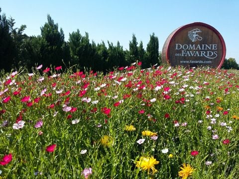 Camping Des Favards - Camping Vaucluse - Image N°5