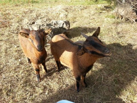 Camping Parc Saint Sauvayre - Camping Ardèche - Image N°10