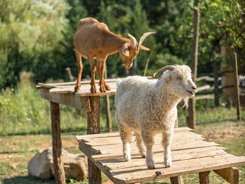 Camping La Nouzarède - Camping Ardèche - Image N°19