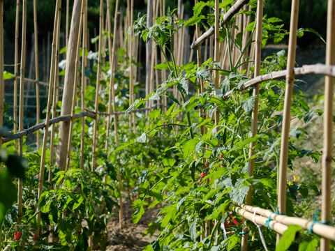 Camping Barco Reale - Camping Pistoia - Image N°20