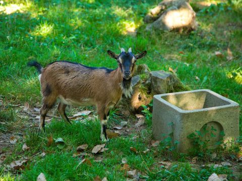 Flower Camping les Nauves - Camping Dordoña - Image N°16