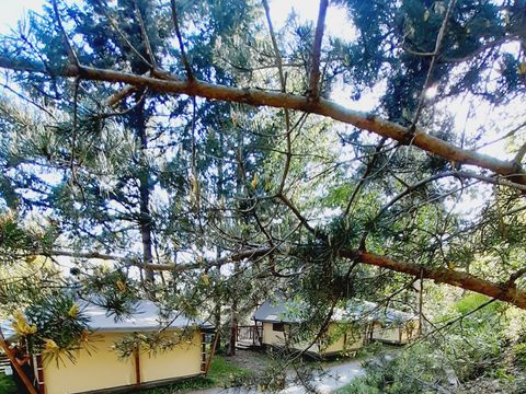 Tente 4 personnes - Tente JUNGLE Standard 20m² (2ch 4 pers) sans sanitaires 2/4 pers