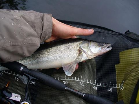 Flower Camping Le Belvédère - Camping Cantal - Image N°42