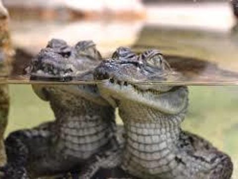 Camping Sites et Paysages - l'Oasis Camping Sites et Paysages - l'Oasis - Camping Ardèche - Image N°57