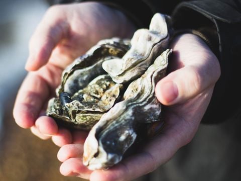 Camping le Dauphin - Camping Charente-Maritime - Image N°12