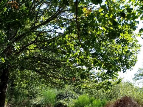 Camping La Perle - Camping Creuse - Image N°5