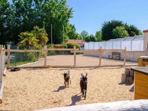 Camping Le Grand Pré - Camping Vendée - Image N°5