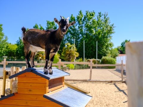 Camping Le Grand Pré - Camping Vendée