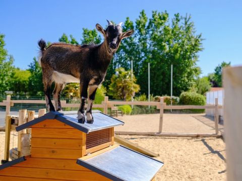 Camping Le Grand Pré - Camping Vendée - Image N°8