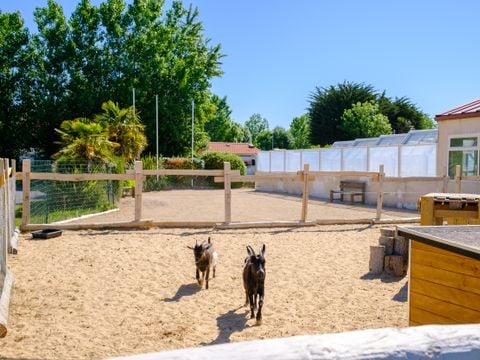 Camping Le Grand Pré - Camping Vendée - Image N°5