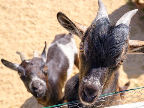 Camping Le Grand Pré - Camping Vendée