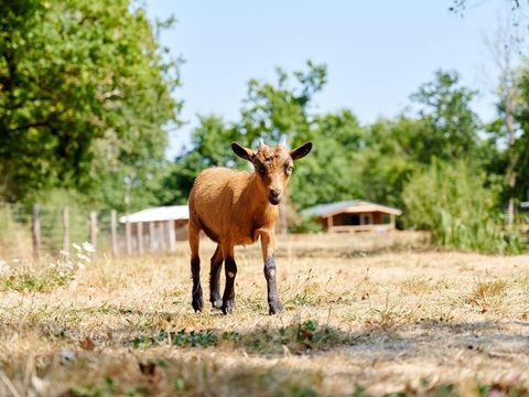 Camping Paradis la Bretonnière - Camping Vendée - Image N°46