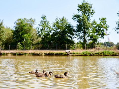 Camping Paradis la Bretonnière - Camping Vendée - Image N°47