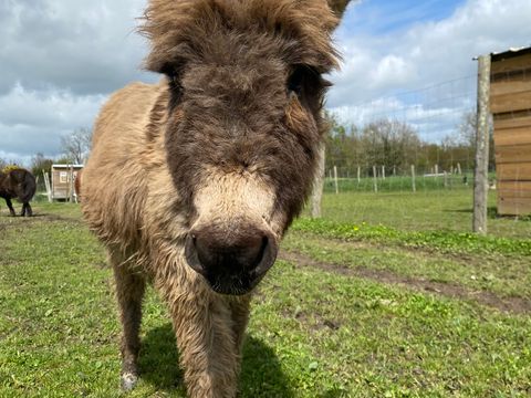 Camping L'Ambois - Camping Vendée - Image N°14