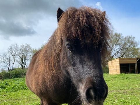 Camping L'Ambois - Camping Vendée - Image N°19