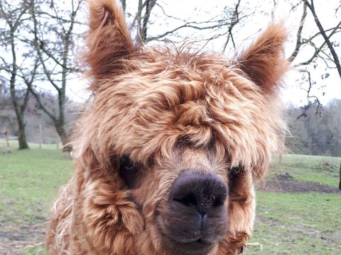 Camping L'Ambois - Camping Vendée - Image N°16